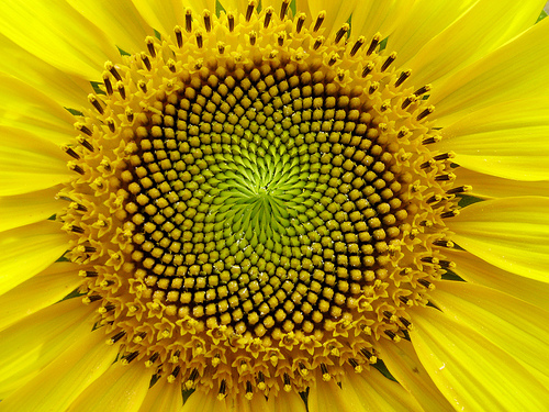 sunflower pictures cast